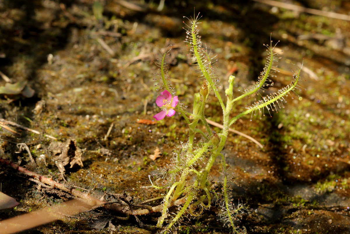 Drosera indica