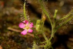 Drosera indica