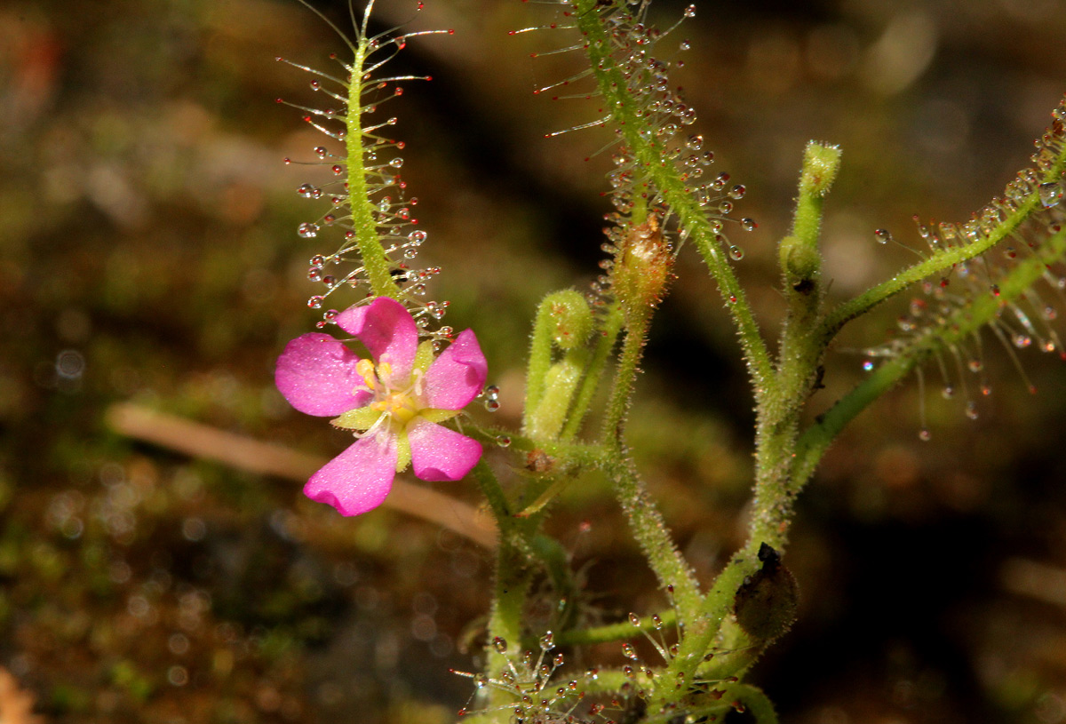 Drosera indica