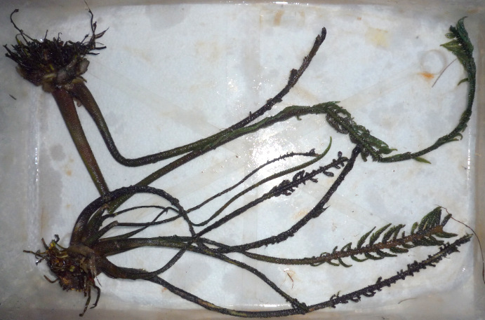 Hydrostachys polymorpha