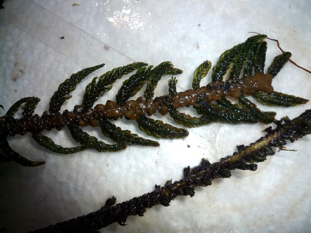 Hydrostachys polymorpha