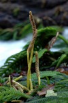 Hydrostachys polymorpha