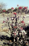 Cotyledon barbeyi