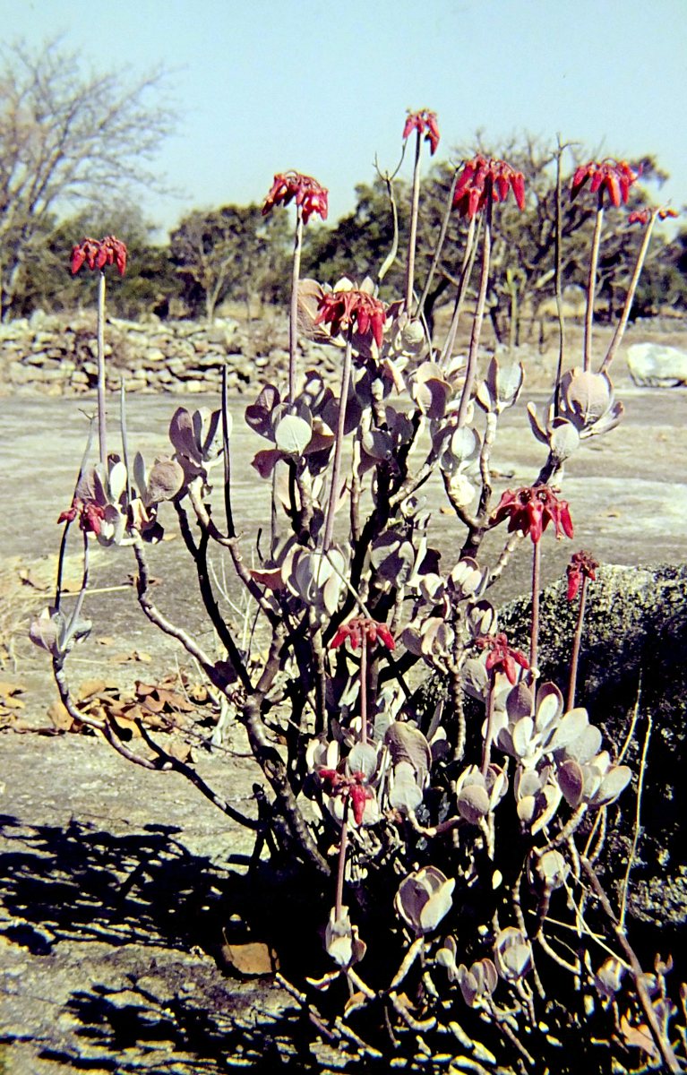 Cotyledon barbeyi