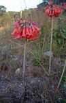 Bryophyllum tubiflorum