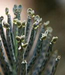 Bryophyllum tubiflorum