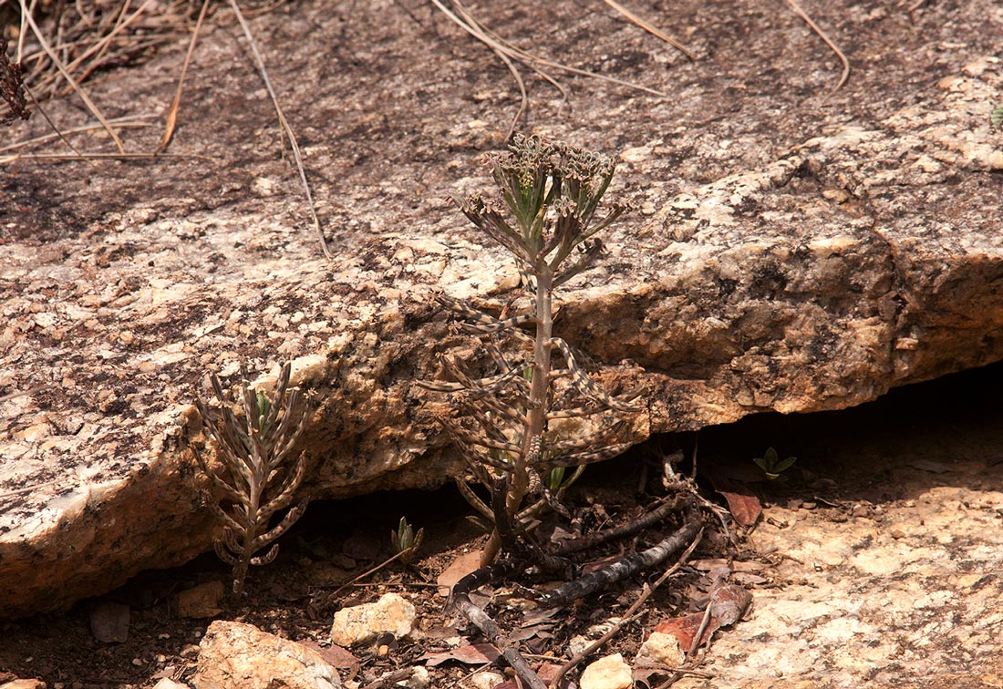 Bryophyllum tubiflorum