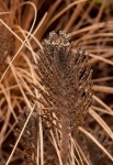 Bryophyllum tubiflorum