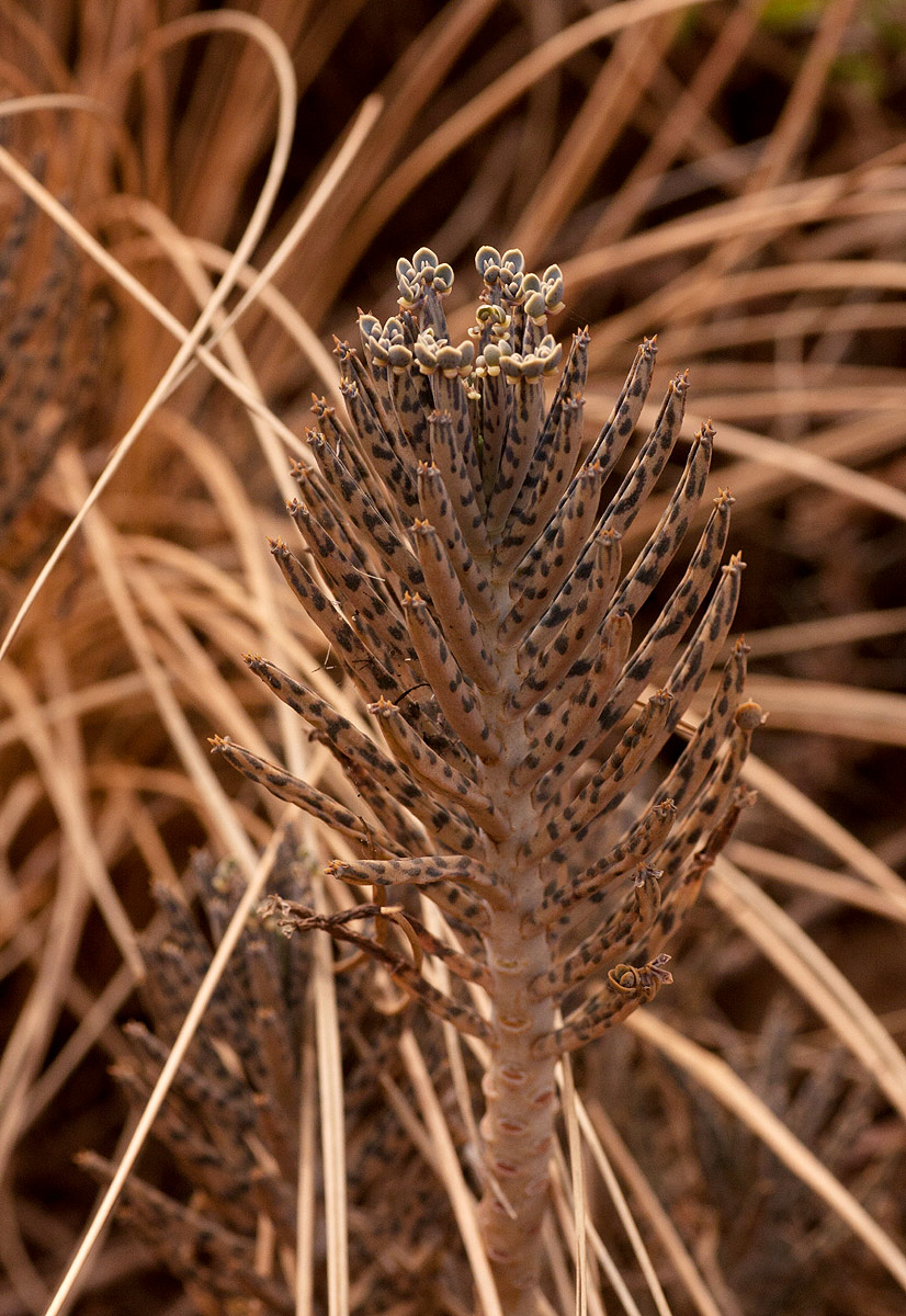 Bryophyllum tubiflorum