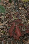Kalanchoe brachyloba
