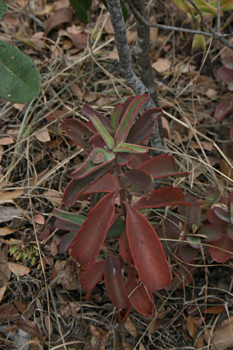 Kalanchoe brachyloba