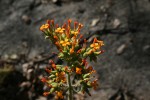 Kalanchoe lanceolata