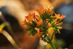 Kalanchoe lanceolata