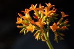 Kalanchoe lanceolata