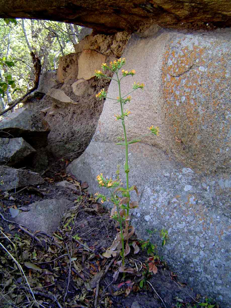 Kalanchoe lanceolata