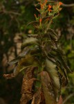 Kalanchoe lanceolata