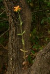 Kalanchoe lanceolata