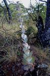 Kalanchoe luciae subsp. luciae