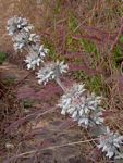 Kalanchoe luciae subsp. luciae