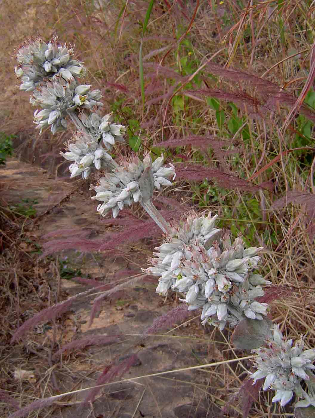 Kalanchoe luciae subsp. luciae