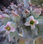 Kalanchoe luciae subsp. luciae