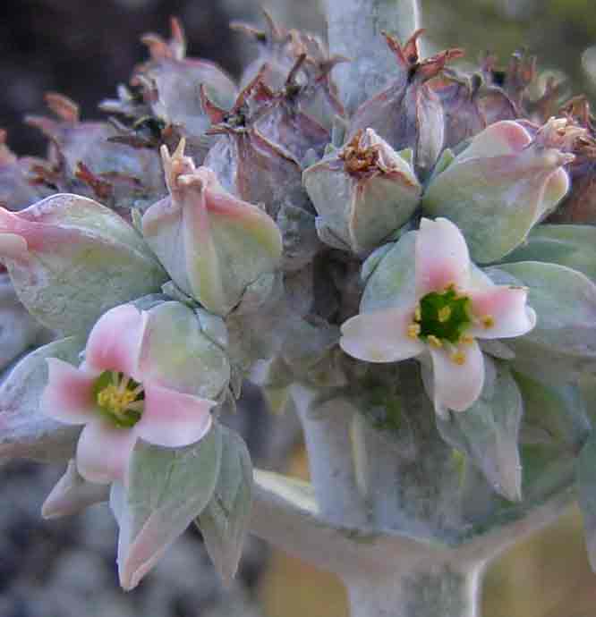 Kalanchoe luciae subsp. luciae