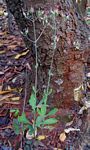 Kalanchoe rotundifolia