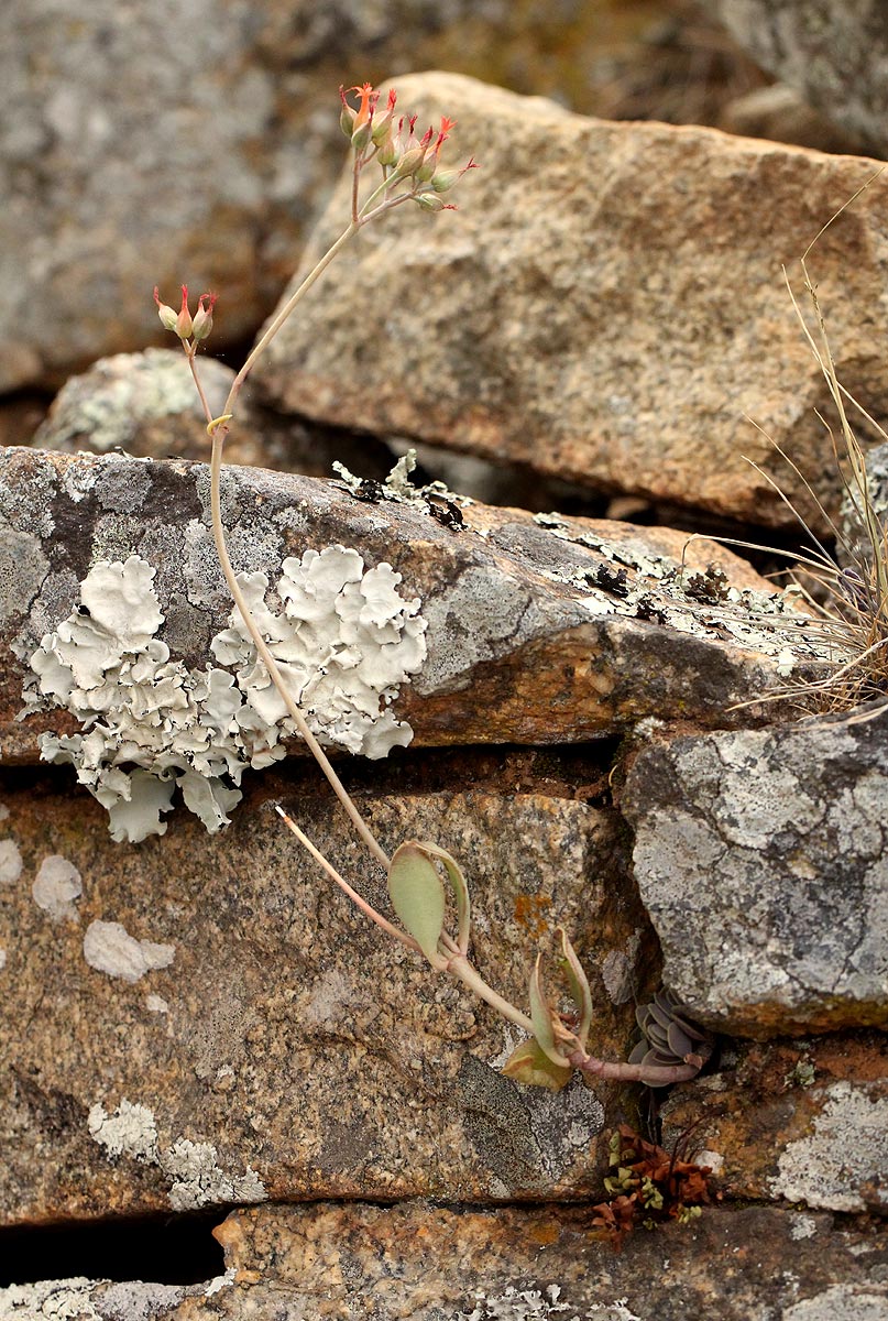 Kalanchoe rotundifolia