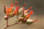 Kalanchoe rotundifolia