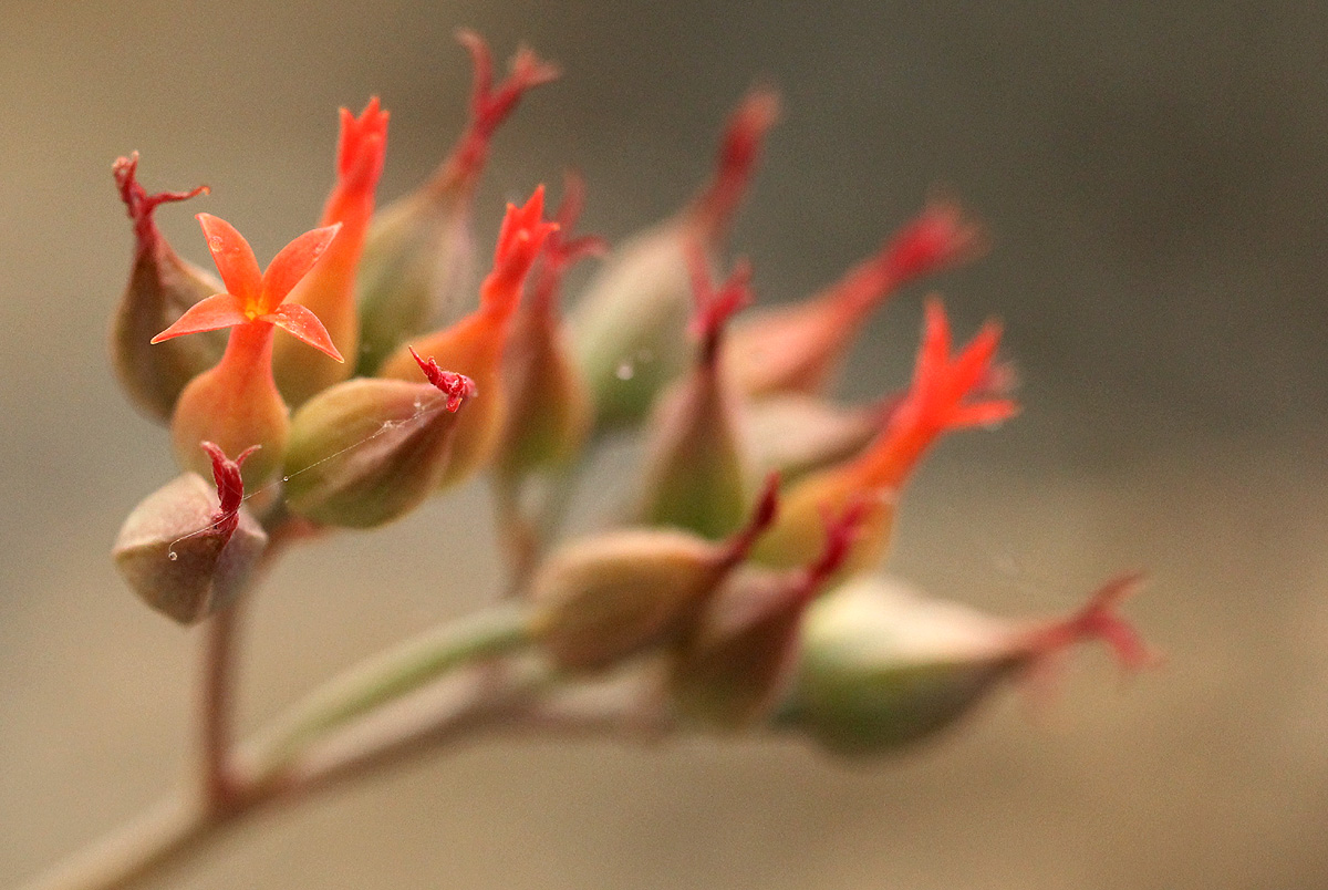 Kalanchoe rotundifolia