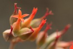 Kalanchoe rotundifolia