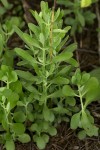 Kalanchoe rotundifolia