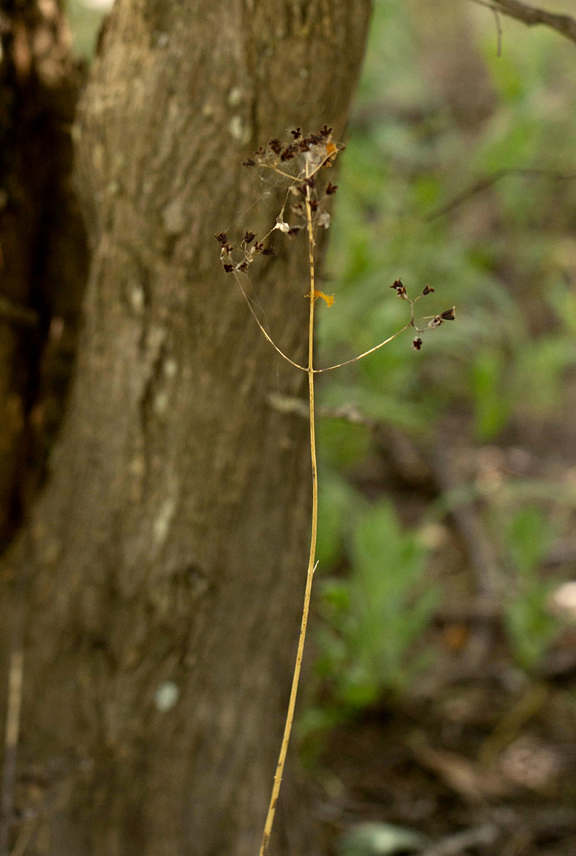 Kalanchoe rotundifolia