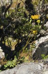 Kalanchoe velutina subsp. chimanimaniensis