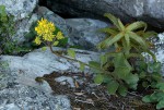 Kalanchoe velutina subsp. chimanimaniensis