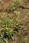 Crassula alba var. alba