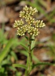 Crassula alba var. alba