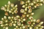 Crassula alba var. alba