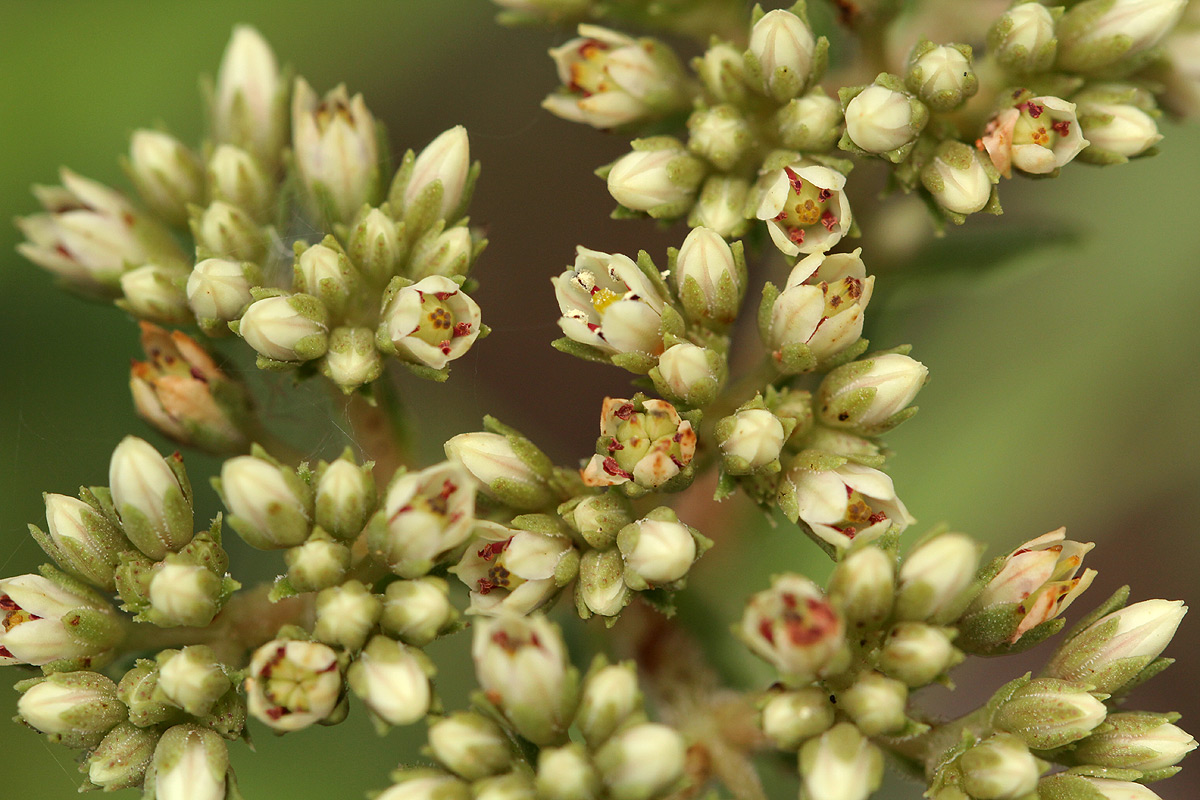 Crassula alba var. alba