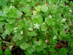 Crassula alsinoides