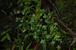 Crassula alsinoides
