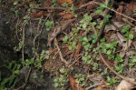 Crassula alsinoides
