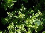 Crassula alticola