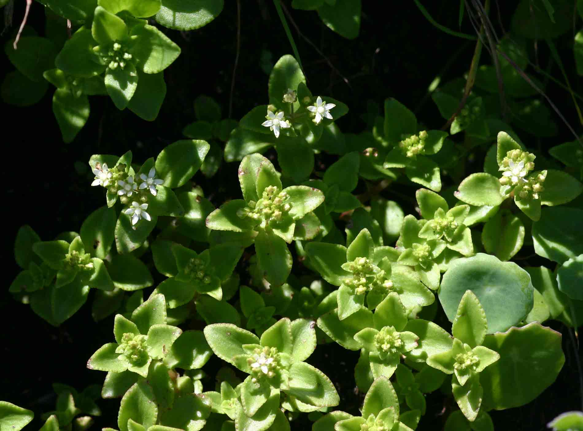 Crassula alticola