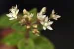 Crassula alticola