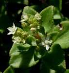Crassula alticola