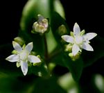 Crassula alticola