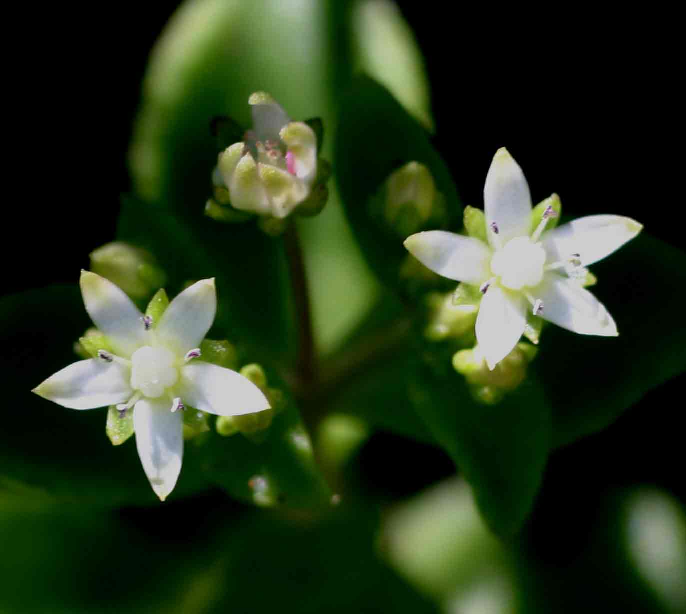 Crassula alticola
