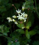 Crassula alticola