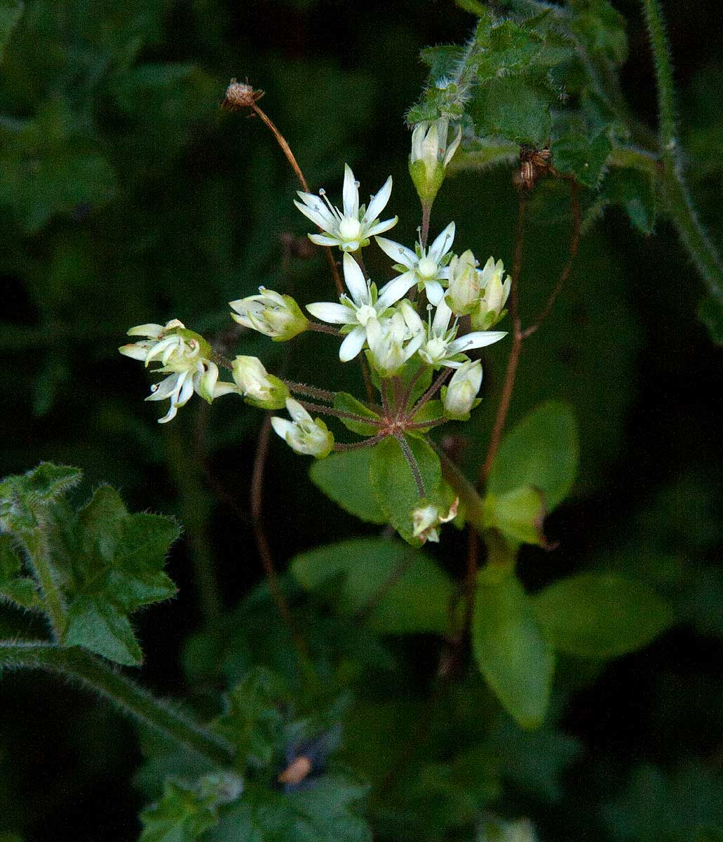 Crassula alticola
